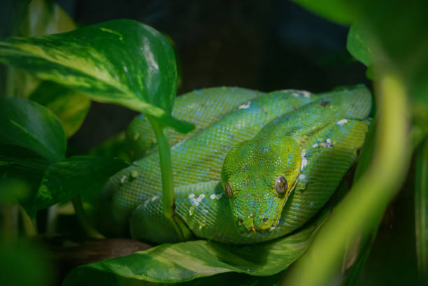 African Python Snake Tree 60+ Wicked African Snake Stock Photos, Pictures & Royalty-Free Images ...