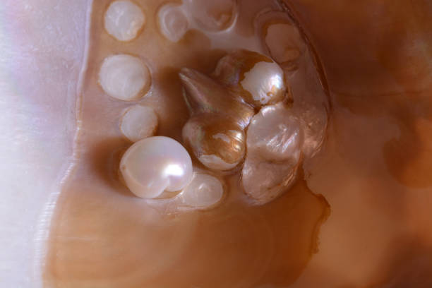 istock Oyster pearls and background 989409786