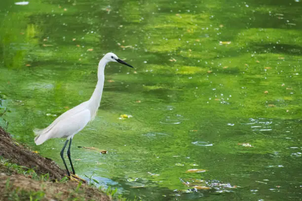 An elegant and beautiful white heron bird, fishing on a park lake's bank in Bangkok, Thailand.