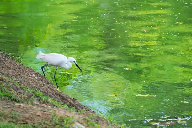An elegant and beautiful white heron bird, fishing on a park lake's bank in Bangkok, Thailand.