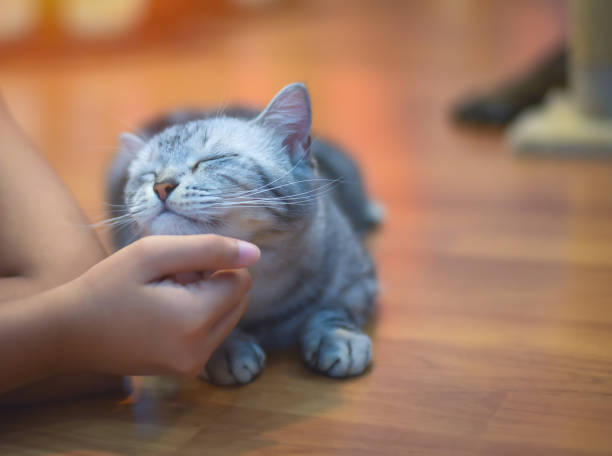 istock Cropped Hands Petting Kitten On Hardwood Floor 989414696
