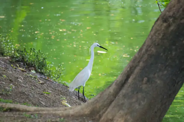 Near a large tree, an elegant and beautiful white heron bird, fishing on a park lake's bank in Bangkok, Thailand.