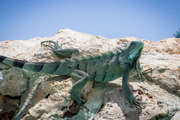 istock Iguana of St. Maarten 989419932