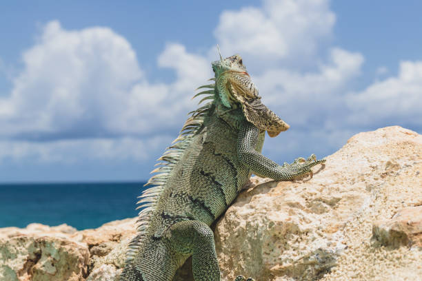 istock Iguana of St. Maarten 989420136