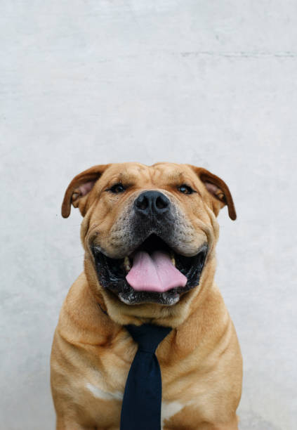istock Red big dog in a man's tie 989422284
