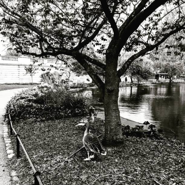 istock Black and white photo - ducks in park. 989441346