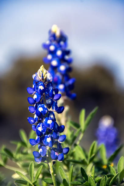 istock Twin Bluebonnets Isolated against Blue Sky Background 989451142