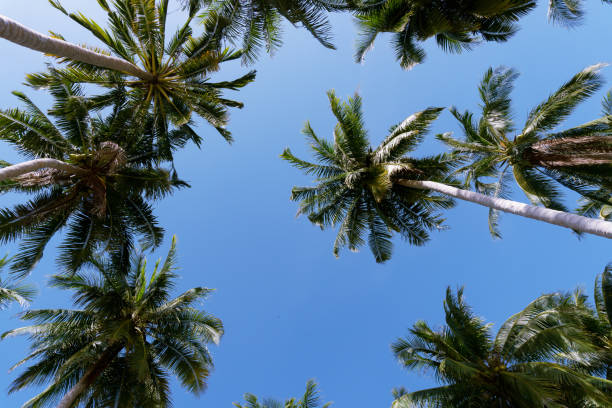 istock Coconut palm trees in the blue sky background, image for summer background. 989453054