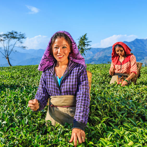 istock Indian pickers plucking tea leaves in Darjeeling, India 989461980