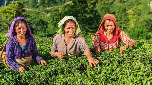 istock Indian pickers plucking tea leaves in Darjeeling, India 989462414