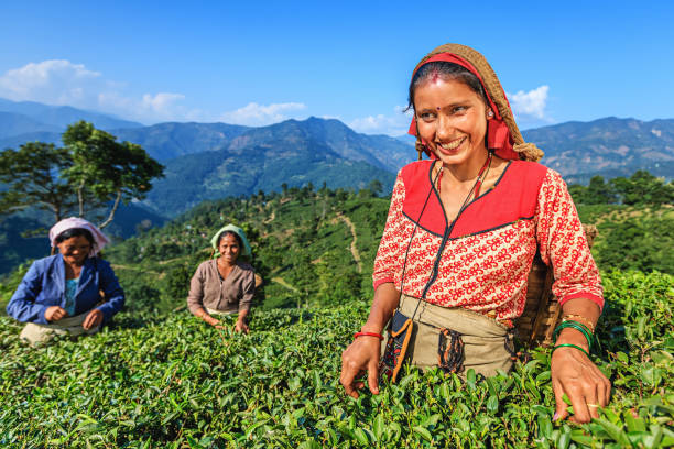 istock Indian pickers plucking tea leaves in Darjeeling, India 989463250