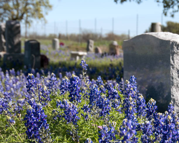 istock Cemetery Headstones with Bluebonnets 989466644