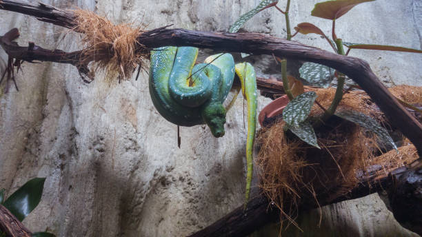 istock Big green snake in the terrarium 989480040