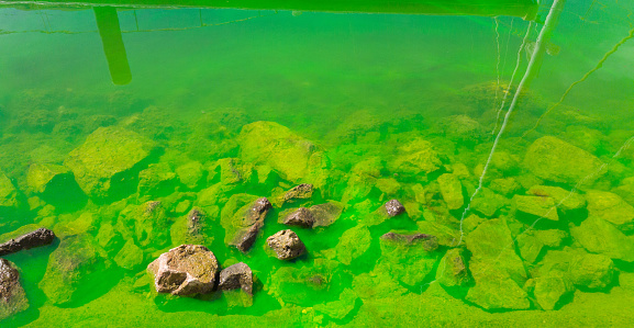 Coastal sea waters are painted with green paint. Ecological pollution.