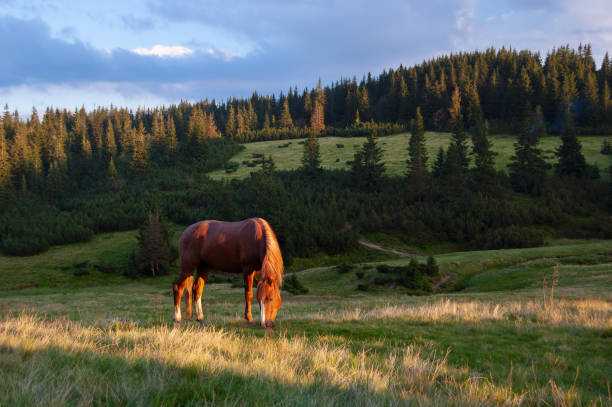 istock Horse on the pasture 989482522
