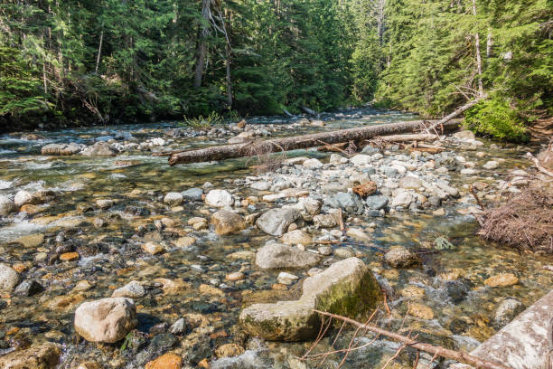 istock Denny Creek Rocks And Logs 3 989483484