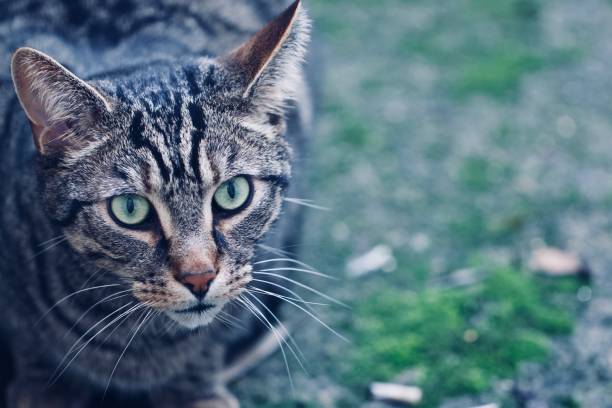 istock Portrait of a Tabby Cat 989496052