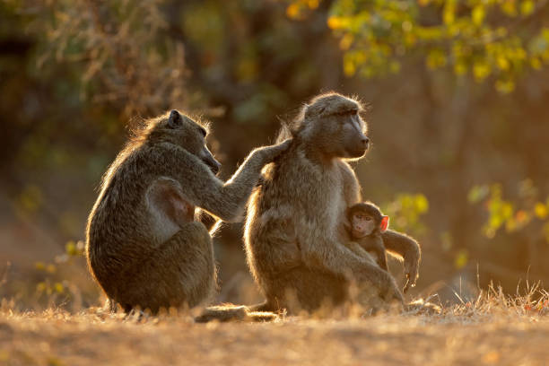 hinterleuchtete familie chacma paviane - kruger national park monkey baboon africa stock-fotos und bilder