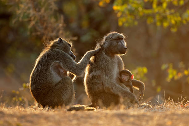 Backlit family of chacma baboons stock photo