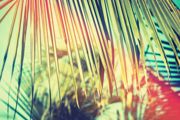 istock Palm under blue sky. Retro toned summer background. 989498074