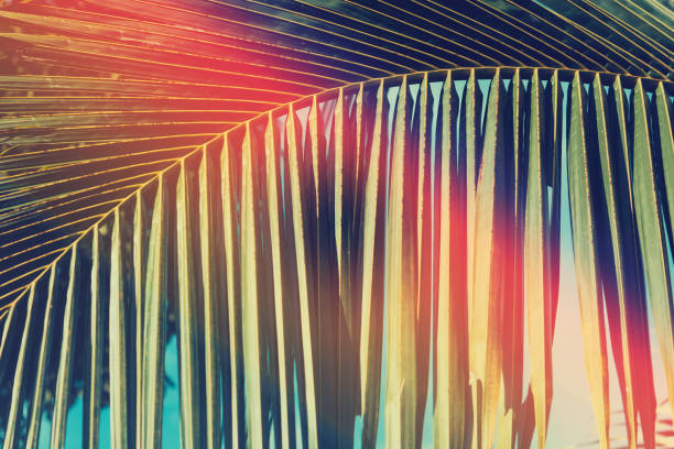 istock Palm under blue sky. Retro toned summer background. 989498272