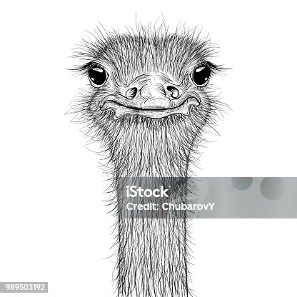 1,553 Ostrich Drawing Stock Photos, Pictures & Royalty-Free Images - iStock