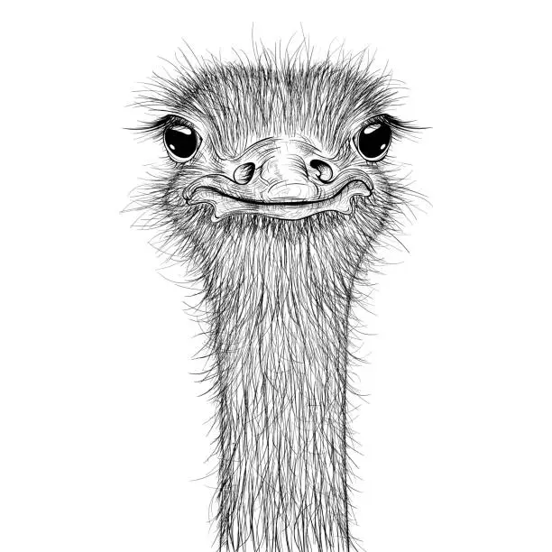 Vector illustration of Ostrich sketch. Head closeup