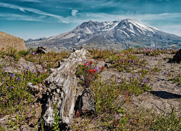 istock Mt St. Helens National Monument with Log and Flowers 989506550