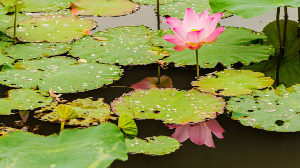 연못에서 아름 다운 핑크 로터스 꽃입니다. - water lily floating on water lotus leaf 뉴스 사진 이미지