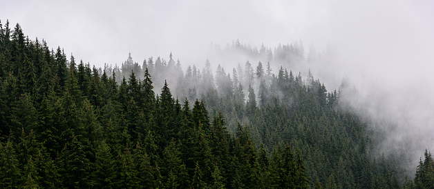 Dense pine forest in morning mist.