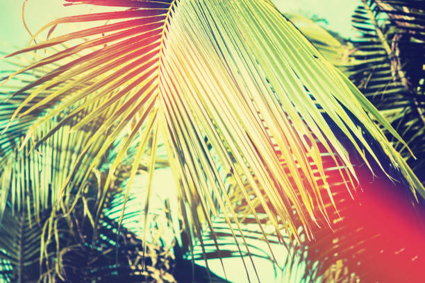 istock Palm under blue sky. Retro toned summer background. 989510454