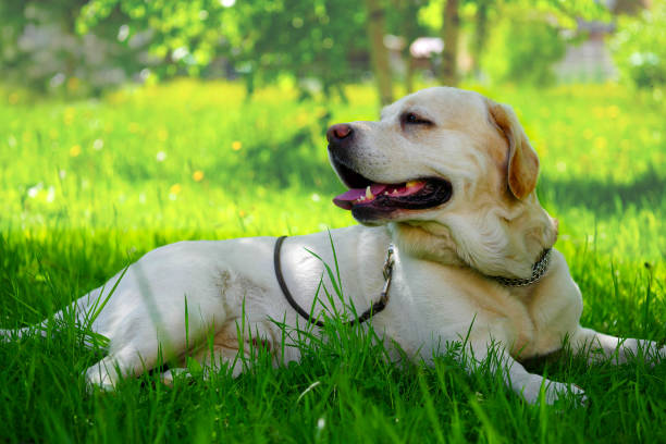 adult golden retriever labrador laying on grass in the shade - shade imagens e fotografias de stock