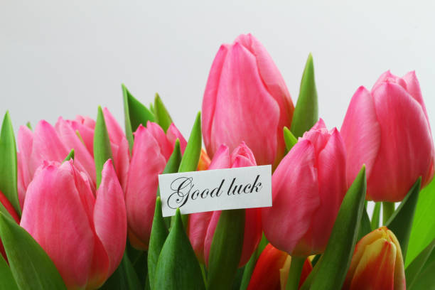 istock Good luck card with pink tulips 989516934