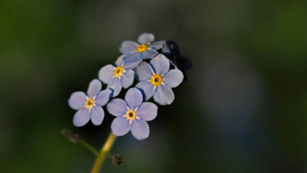 istock Beautiful little blue flowers macro 989522970