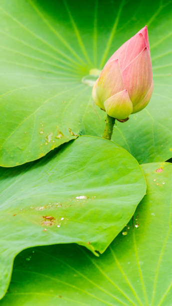 istock Beautiful pink lotus flower in pond. 989525970
