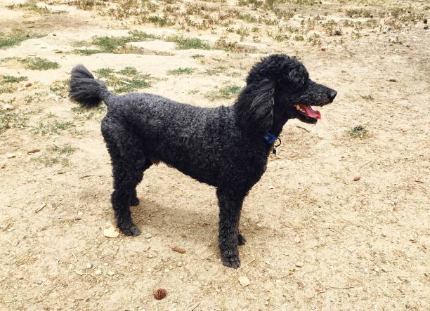 istock Beautiful large dog (standard poodle) outdoors. He is standing still, looking at something we can't see. 989532778