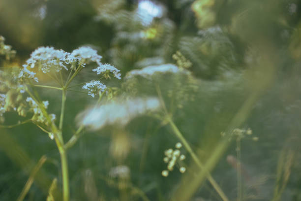istock field of flowers at sunrise 989555584