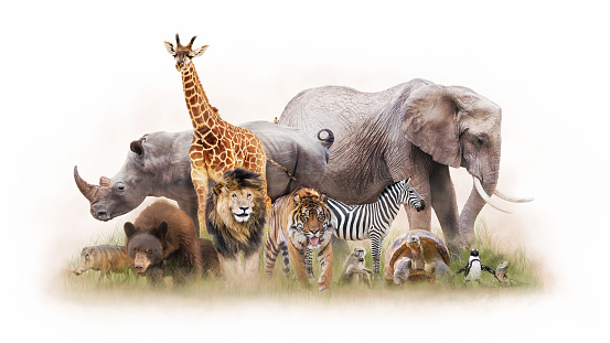 Grupo de animales de zoológico juntos aislado photo