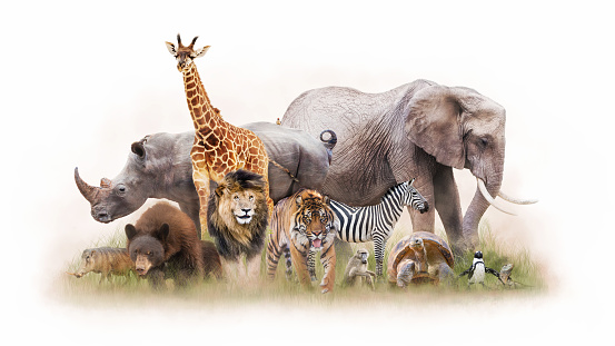 Large group of zoo animals together isolated on white