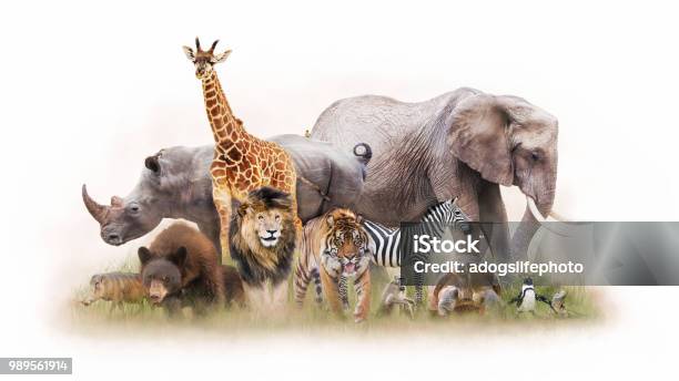 Group Of Zoo Animals Together Isolated Stock Photo - Download Image Now -  Animal, Zoo, Animal Wildlife - iStock