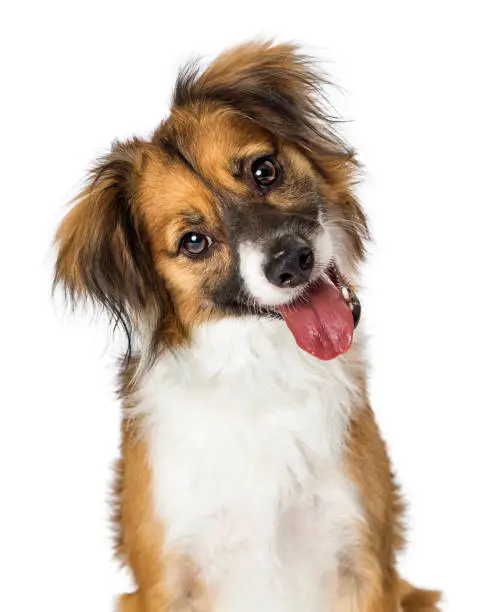 Close-up portrait of a cute young mixed small breed tri-color dog looking into camera and tilting head with mouth open, tongue out and a happy expression