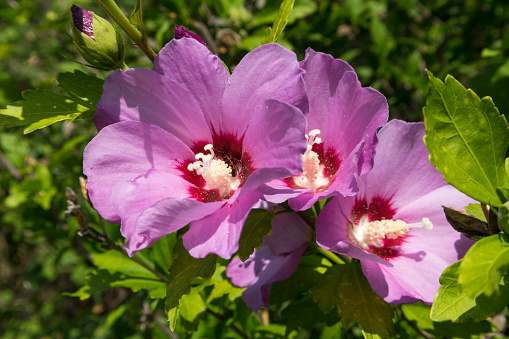 Syrian ketmia pink rose of Sharon flowers on a sunny day.