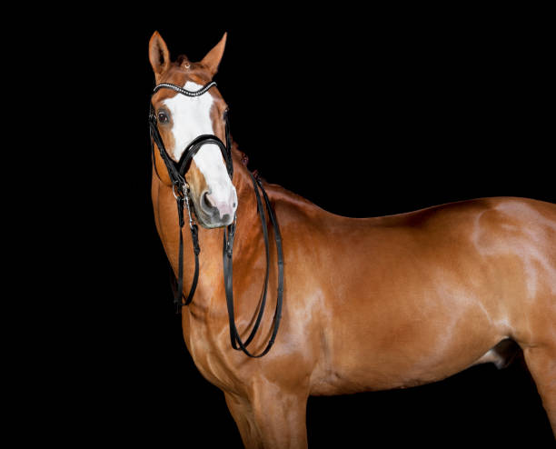 istock Horse big blaze 989584884