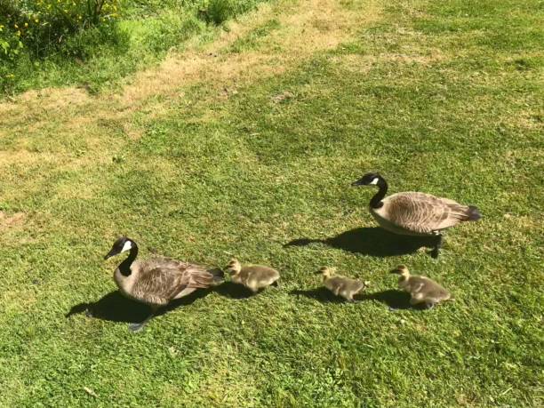 istock Canadian Geese Family 989585158