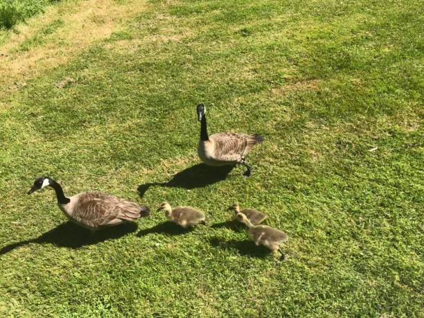 istock Baby Geese with Their Mom and Dad 989585166