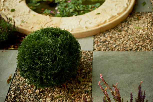 istock Trimmed,Bush shaped in garden design 989585700