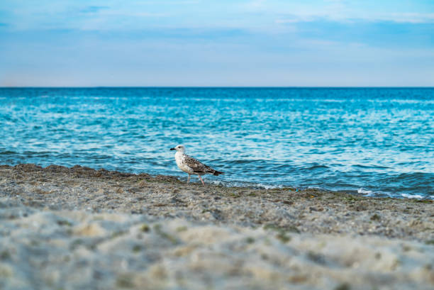 istock Seagull portrait against sea shore. 989588944