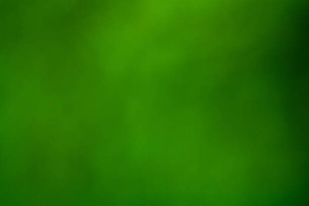 istock Blurry background of Flower petals 989593972