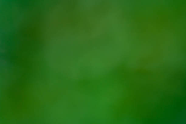 istock Blurry background of Flower petals 989594252