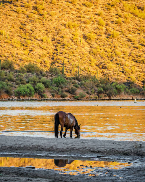 istock Wild Horse Drinking Water From River 989599142